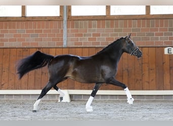 Poni alemán, Yegua, 4 años, 146 cm, Castaño