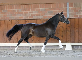 Poni alemán, Yegua, 4 años, 146 cm, Castaño