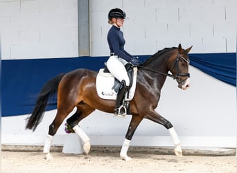 Poni alemán, Yegua, 4 años, 146 cm, Morcillo