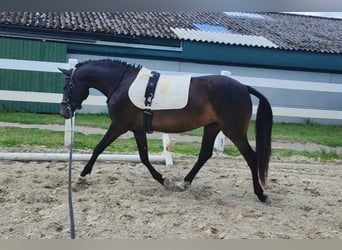 Poni alemán, Yegua, 4 años, 146 cm, Morcillo