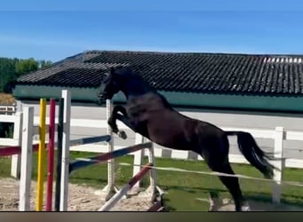 Poni alemán, Yegua, 4 años, 146 cm, Morcillo