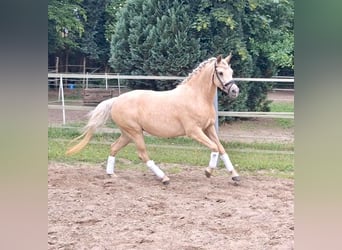 Poni alemán, Yegua, 4 años, 146 cm, Palomino