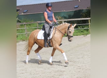 Poni alemán, Yegua, 4 años, 146 cm, Palomino