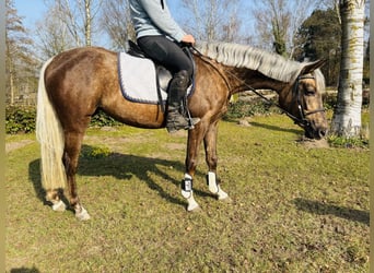 Poni alemán, Yegua, 4 años, 146 cm, Palomino