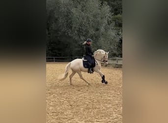Poni alemán, Yegua, 4 años, 146 cm, Perlino