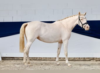 Poni alemán, Yegua, 4 años, 146 cm, Perlino
