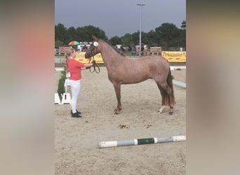 Poni alemán, Yegua, 4 años, 146 cm, Ruano alazán