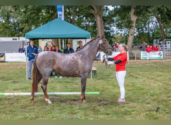 Poni alemán, Yegua, 4 años, 146 cm, Ruano alazán