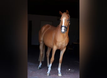 Poni alemán, Yegua, 4 años, 147 cm, Alazán