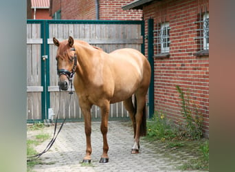 Poni alemán, Yegua, 4 años, 147 cm, Alazán