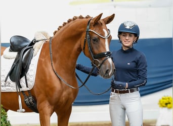 Poni alemán, Yegua, 4 años, 147 cm, Alazán