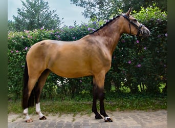 Poni alemán, Yegua, 4 años, 147 cm, Bayo