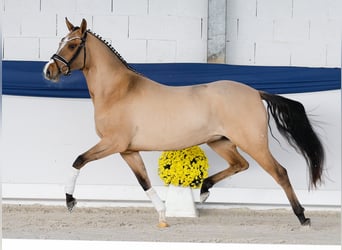 Poni alemán, Yegua, 4 años, 147 cm, Bayo