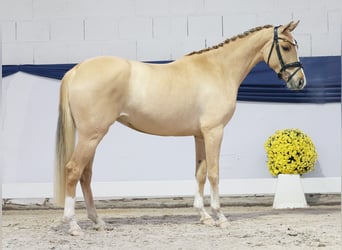 Poni alemán, Yegua, 4 años, 147 cm, Bayo