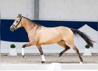 Poni alemán, Yegua, 4 años, 147 cm, Bayo