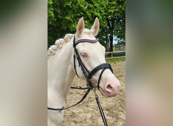 Poni alemán, Yegua, 4 años, 147 cm, Cremello