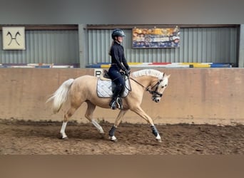 Poni alemán, Yegua, 4 años, 147 cm, Palomino