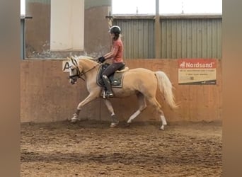 Poni alemán, Yegua, 4 años, 147 cm, Palomino