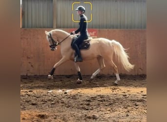 Poni alemán, Yegua, 4 años, 147 cm, Palomino