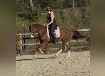 Poni alemán, Yegua, 4 años, 147 cm, Red Dun/Cervuno