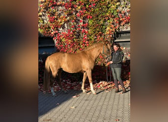 Poni alemán, Yegua, 4 años, 148 cm, Alazán