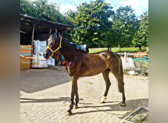 Poni alemán Mestizo, Yegua, 4 años, 148 cm, Castaño oscuro