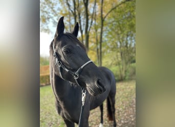 Poni alemán, Yegua, 4 años, 148 cm, Negro
