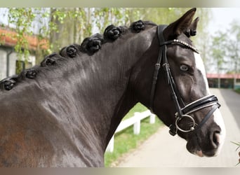 Poni alemán, Yegua, 4 años, 148 cm, Negro