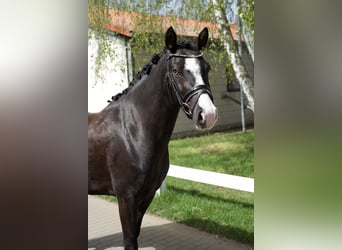 Poni alemán, Yegua, 4 años, 148 cm, Negro