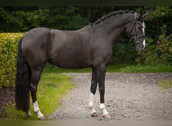 Poni alemán, Yegua, 4 años, 148 cm, Negro