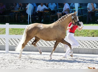 Poni alemán, Yegua, 4 años, 148 cm, Palomino