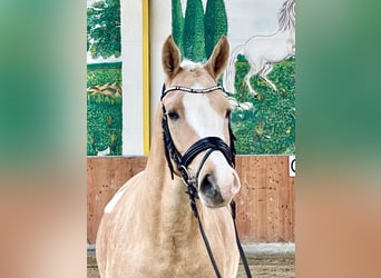 Poni alemán, Yegua, 4 años, 148 cm, Palomino