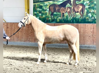 Poni alemán, Yegua, 4 años, 148 cm, Palomino