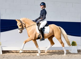 Poni alemán, Yegua, 4 años, 148 cm, Palomino