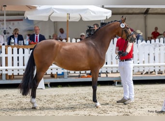 Poni alemán, Yegua, 4 años, 152 cm, Castaño