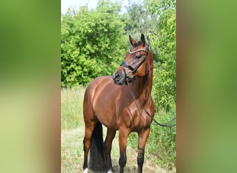 Poni alemán, Yegua, 4 años, 153 cm, Musgo marrón