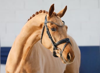 Poni alemán, Yegua, 4 años, 155 cm, Alazán