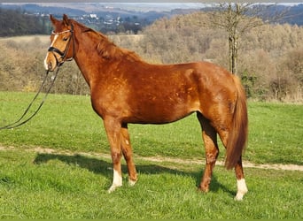 Poni alemán, Yegua, 4 años, 156 cm, Alazán