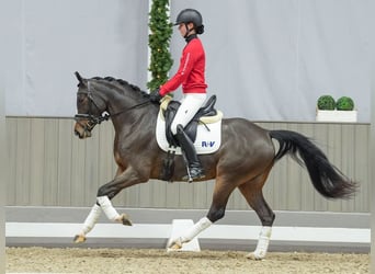 Poni alemán, Yegua, 4 años, Castaño