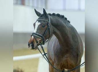 Poni alemán, Yegua, 4 años, Castaño