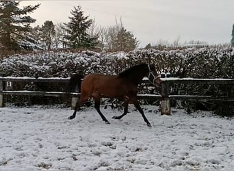 Poni alemán, Yegua, 4 años, Castaño