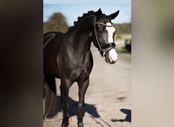 Poni alemán, Yegua, 4 años, Negro