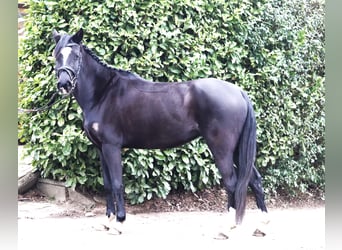 Poni alemán, Yegua, 4 años, Negro