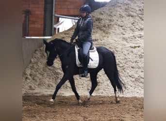 Poni alemán, Yegua, 4 años, Negro