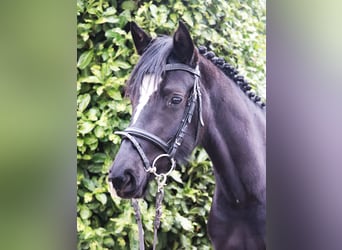 Poni alemán, Yegua, 4 años, Negro