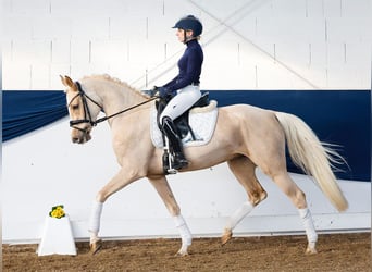 Poni alemán, Yegua, 4 años, Palomino