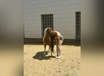 Poni alemán Mestizo, Yegua, 5 años, 115 cm, Pío