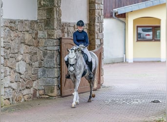 Poni alemán, Yegua, 5 años, 142 cm, Palomino