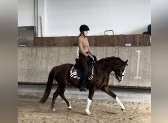 Poni alemán, Yegua, 5 años, 143 cm, Alazán