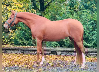 Poni alemán, Yegua, 5 años, 143 cm, Alazán-tostado